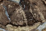 Petrified Wood (Schinoxylon) Round - Blue Forest, Wyoming #335009-1